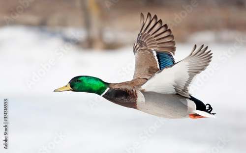 Mallard duck drake in flight against a white background in Ottawa, Canada