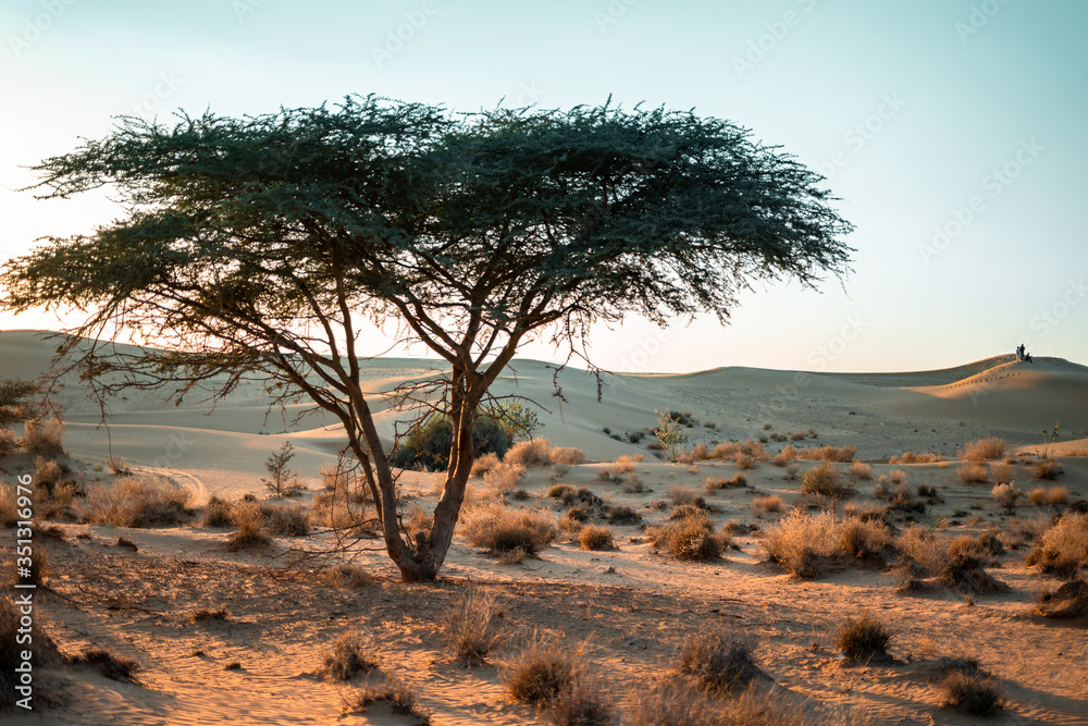 Fototapeta premium tree in desert in Jaisalmer, India