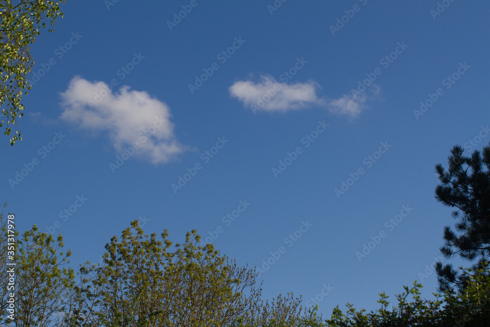 top of trees over pollution and plane free blue sky top of trees over pollution and plane free blue sky