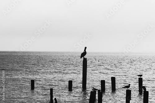 seagull on pier © Anthony