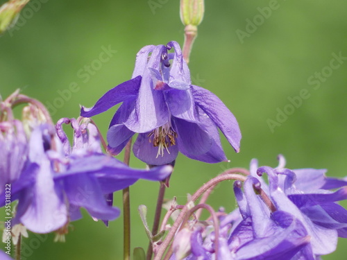 purple iris flower