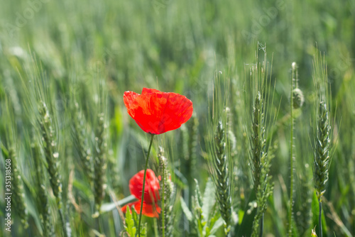 Closeup of poppy in a wheat field