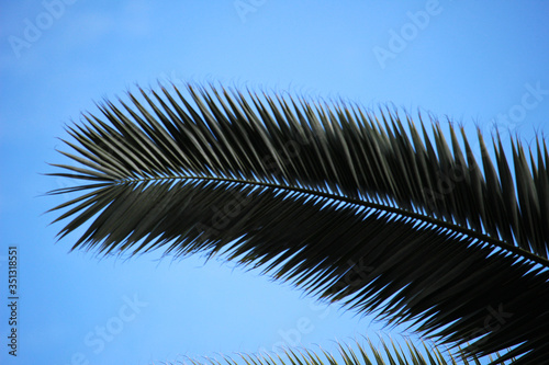 Hojas de palmeras en detalle.