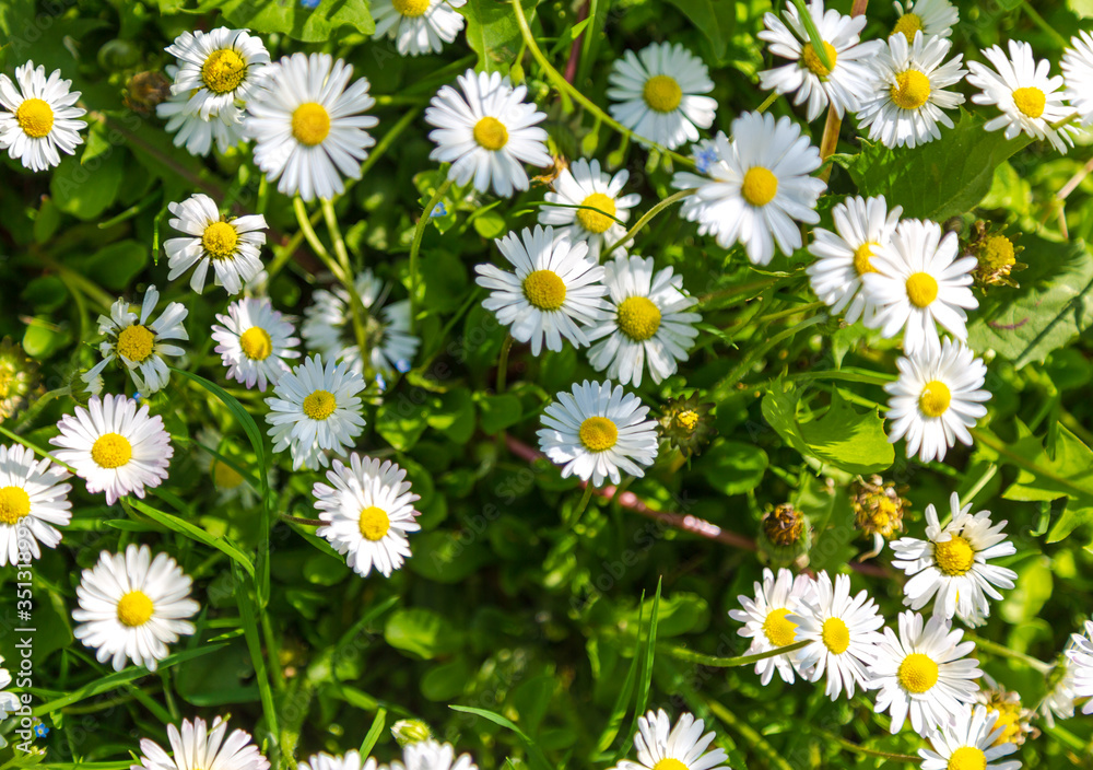 Spring landscape with white chamomile blossom on field Spring landscape with white chamomile blossom on field