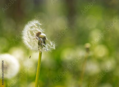 Dandelion seed pod in a natural background. White fluffy dandelions