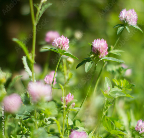 Blurry clover flowers for melliferous wild flora. Closeup still life