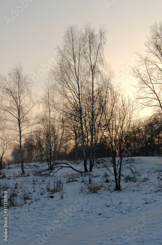 sunny winter landscape with trees and snow