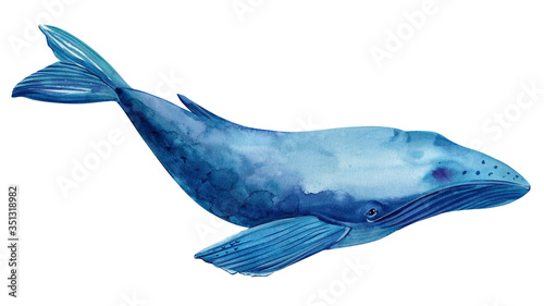 Underwater animal art. whale on a white isolated background, hand-drawn watercolor, sea animals illustration