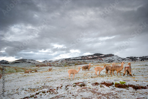 Animales de Nevados