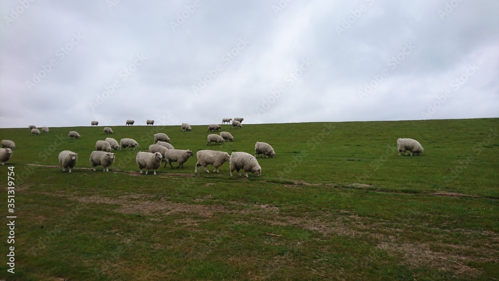 Schafe auf Nordseedeich Schafe auf Nordseedeich