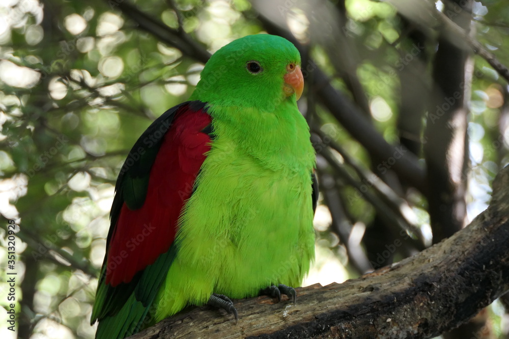 Sweet red-winged parrot from the family of true parrots and the genus redwinged parakeets with green and red plumage
