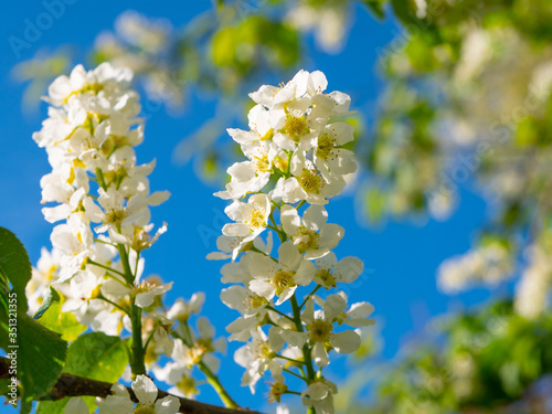 Bird cherry blooms with beautiful white flowers at sunset