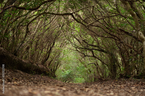 mistery forest - Anaga Tenerife Spain