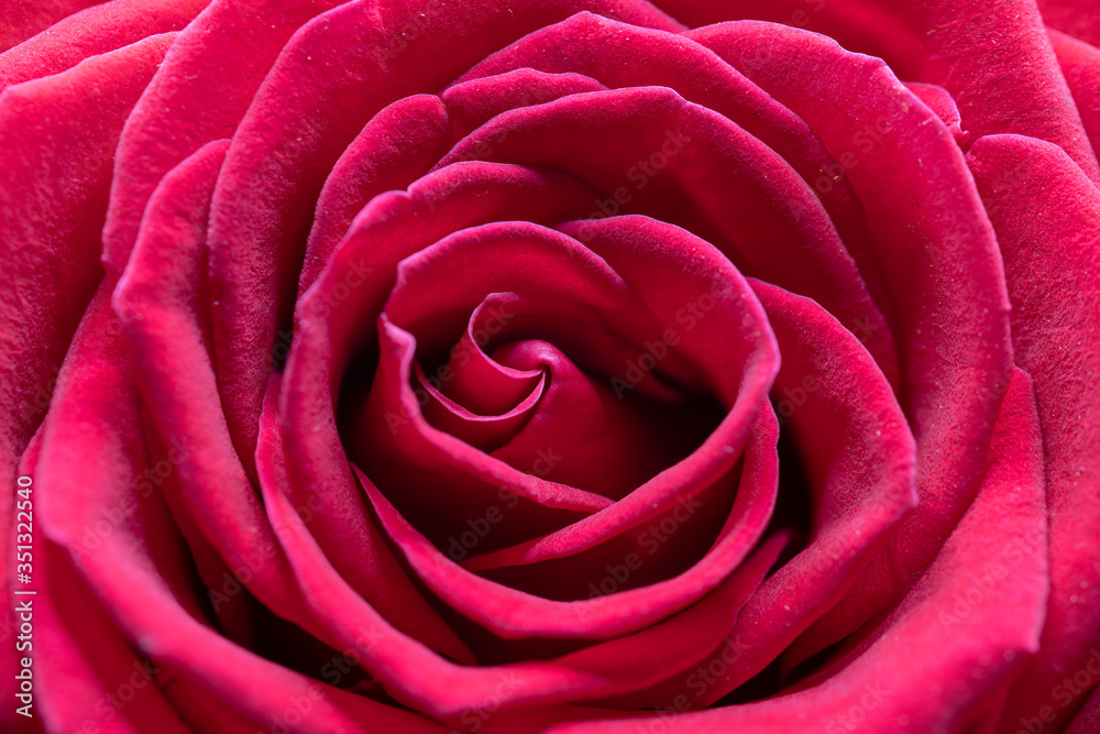 close up of pink rose close up of pink rose