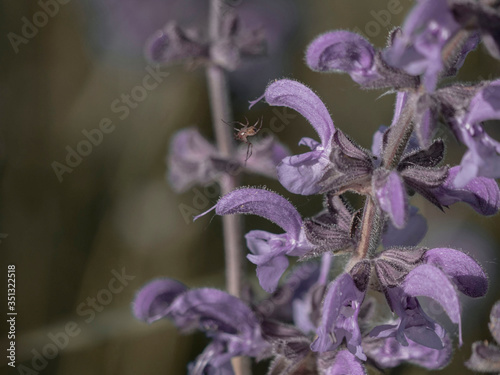 Araignée acrobate photo