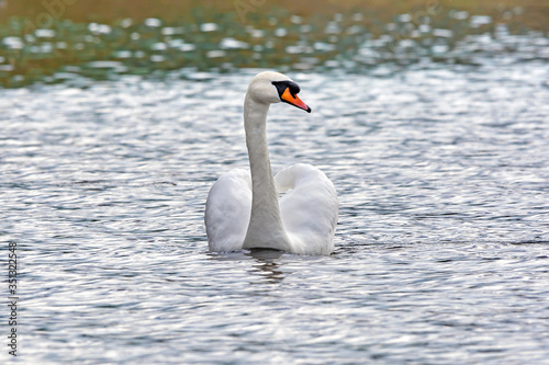 Swan on the Sebezh lake in the spring. Pskov region, Russia.