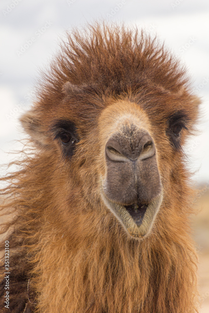Obraz premium Camel in Kyzylkum desert, Uzbekistan