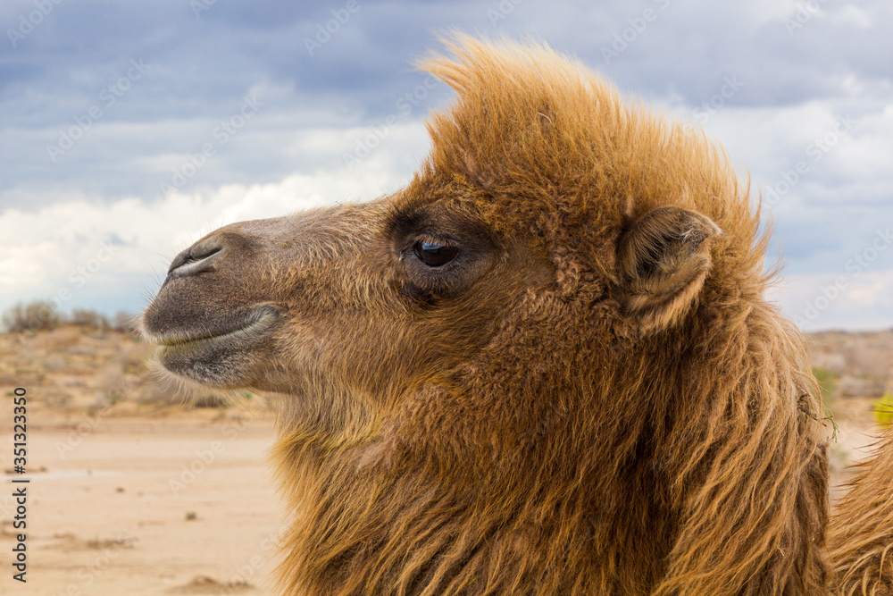 Camel in Kyzylkum desert, Uzbekistan