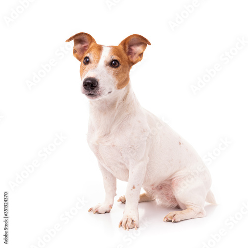 Jack Russell Terrier, isolated on white background at studio © EwaStudio
