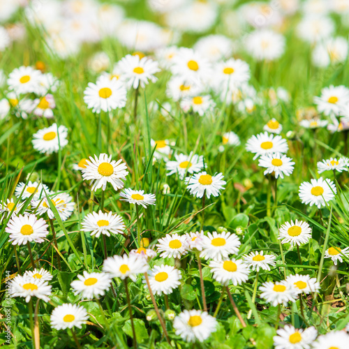 Daisy flower on green meadow. White Daisies