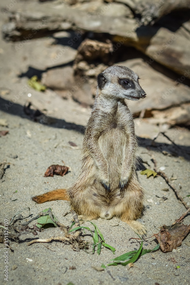 Fototapeta premium Cute Meerkat standing - Suricata suricatta