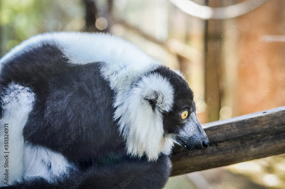 Funny Black and White Ruffed Lemur close up - Varecia variegata Funny Black and White Ruffed Lemur close up - Varecia variegata