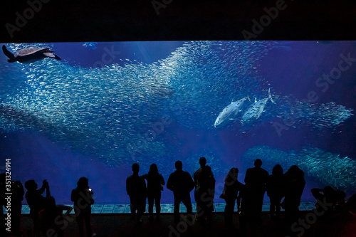 Silhouettes with fish in the oceanarium