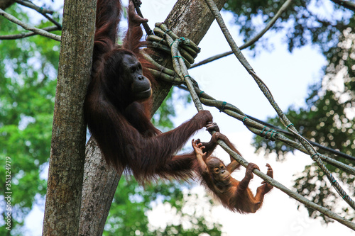 Orangutan  nella giungla (madre e figlio)