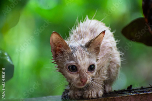 Kitten staring