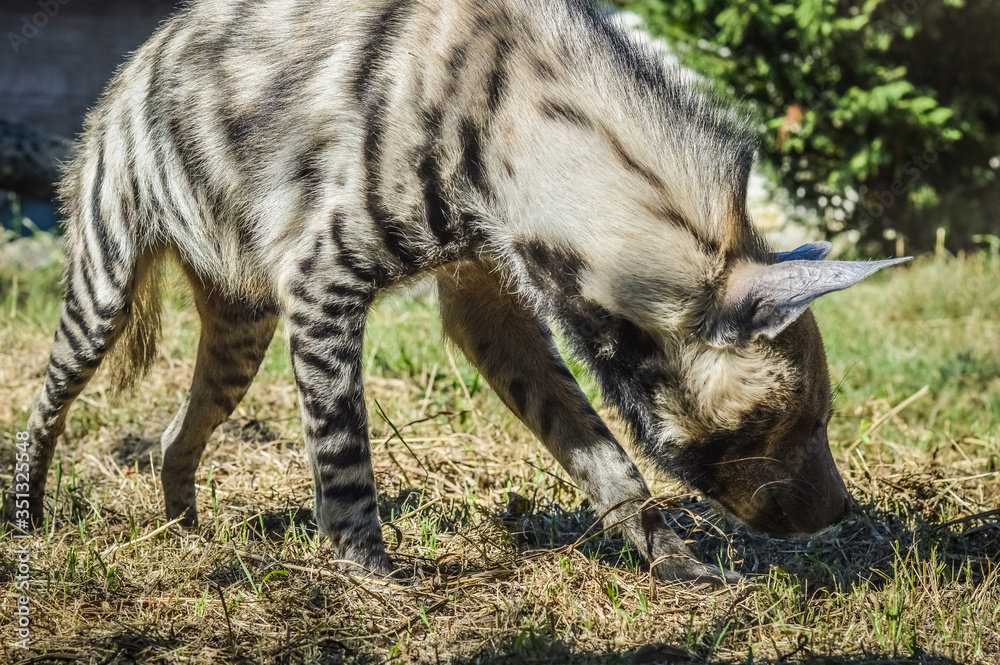 Sniffing Striped hyena close up - Hyaena hyaena Sniffing Striped hyena close up - Hyaena hyaena
