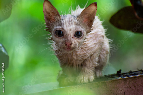 Kitten staring