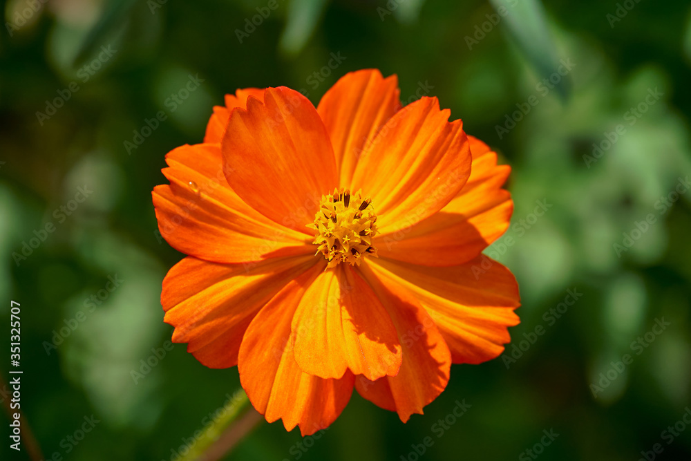 Orange cosmea flower on a blurred green background. Aster family. Orange cosmea flower on a blurred green background. Aster family.