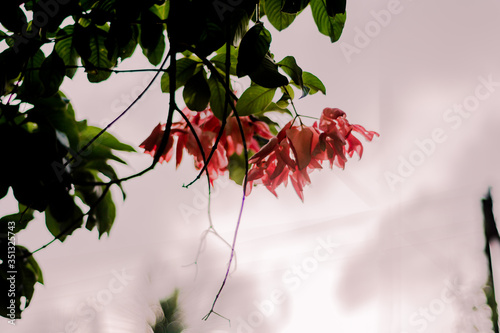 Pink flowers on a tree