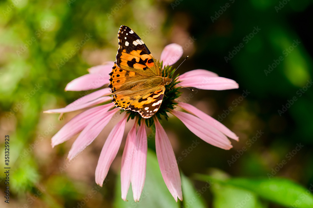 Multicolored butterfly nymphalid Admiral spread its wings on a pink flower of echinacea. Multicolored butterfly nymphalid Admiral spread its wings on a pink flower of echinacea.