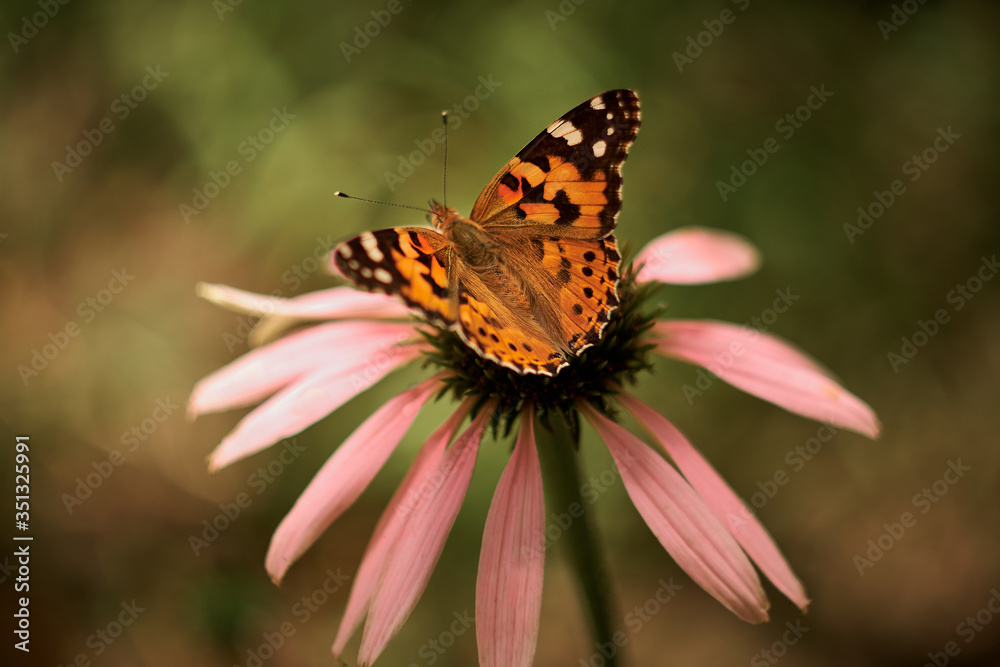 Fototapeta premium Multicolored butterfly nymphalid Admiral spread its wings on a pink flower of echinacea.