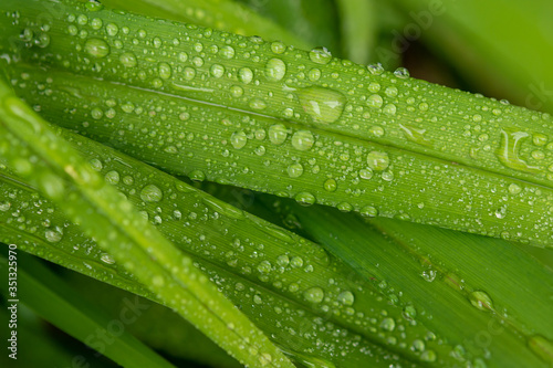 Water drops in green leaf