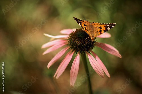 Multicolored butterfly nymphalid Admiral spread its wings on a pink flower of echinacea. photo