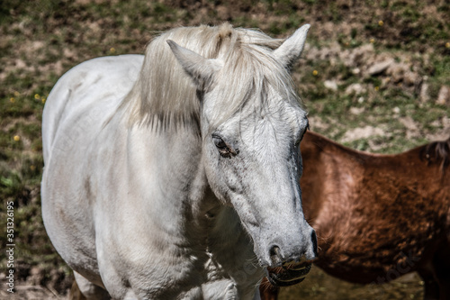 edle anmutige Pferde auf der Weide © Dr. N. Lange
