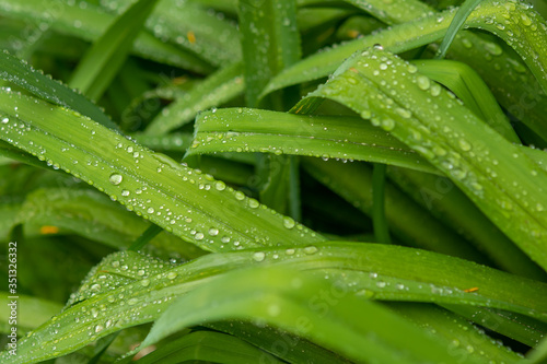 Water drops in green leaf