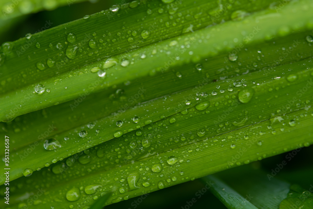 Water drops in green leaf
