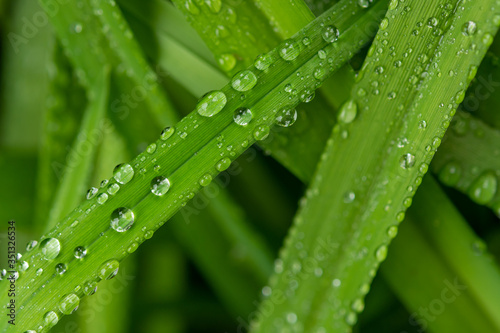 Water drops in green leaf