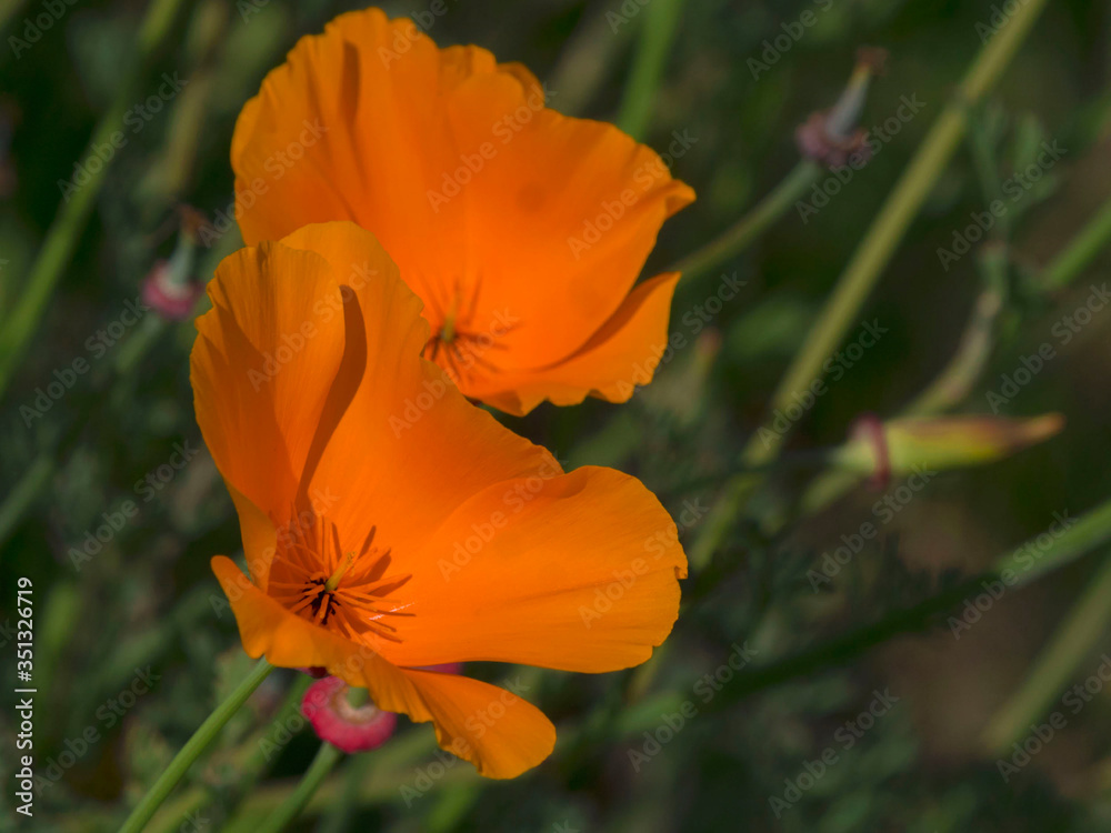 Fototapeta premium Fleurs oranges