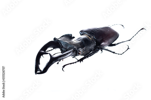 Big beetle with big horns. Beetle deer on a white background. Big insect.