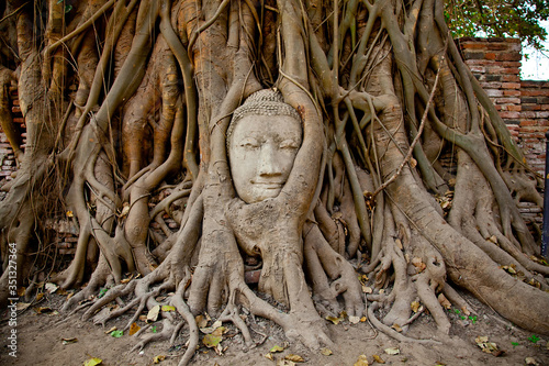 head of Buddah into a tree roots