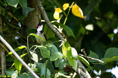 bird on a branch