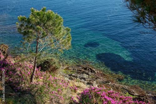 lonely pine on the shores of the Mediterranean Sea