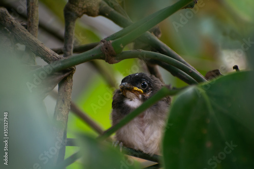 Baby bird on a branch