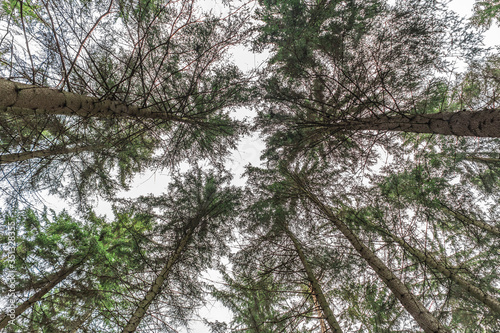 view of trees with perspective from the ground and vanishing point in the centre of the image