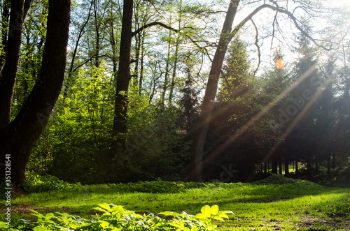 morning in the forest