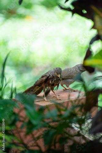 Jungle babblers after a bath